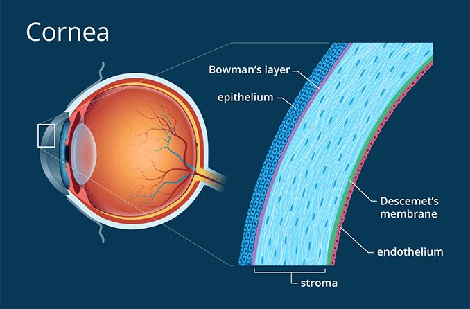 Cornea